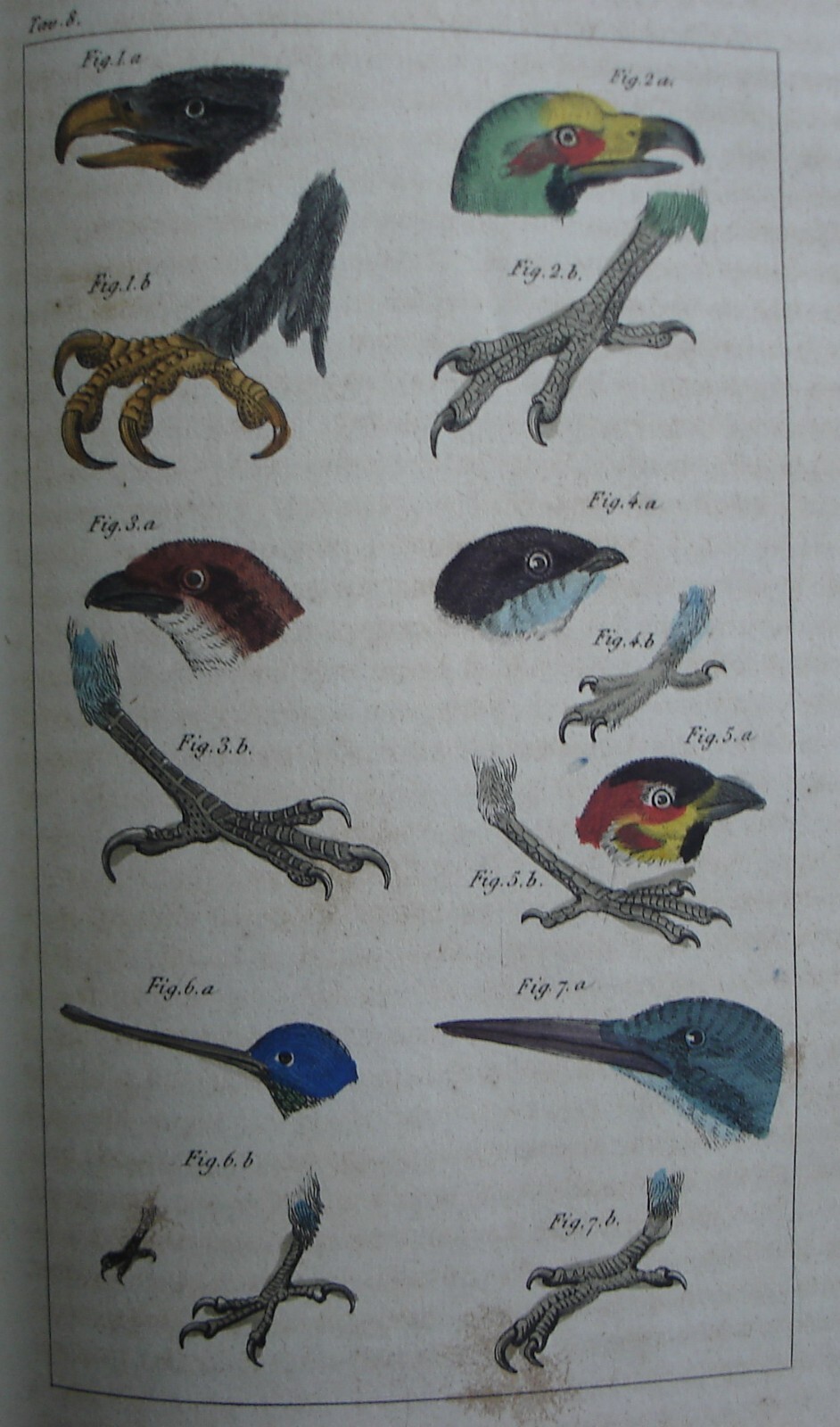Storia Naturale, Zoologia E Botanica. G. Delafosse, 1862