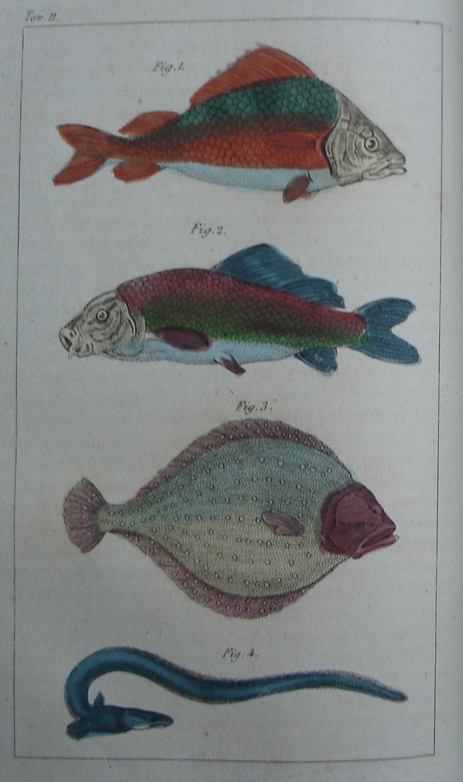 Storia Naturale, Zoologia E Botanica. G. Delafosse, 1862