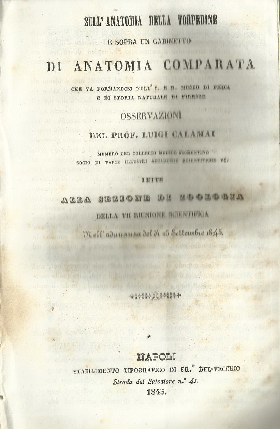 Anatomia Comparata: Storia Naturale, Zoologia, Torpedine, Firenze, Napoli, Calamai, 1845