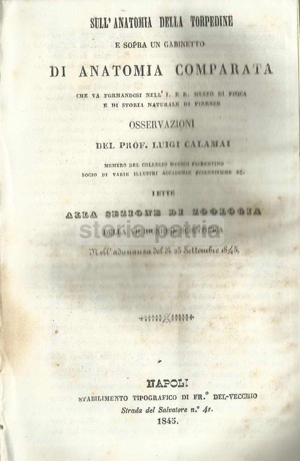 Anatomia Comparata: Storia Naturale, Zoologia, Torpedine, Firenze, Napoli, Calamai, 1845