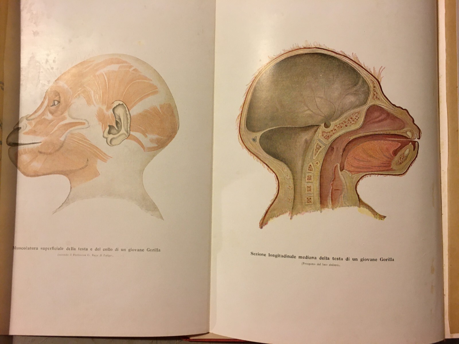 Paleontologia, Antropologia, Fossili, Geologia, Botanica E Zoologia Illustrata