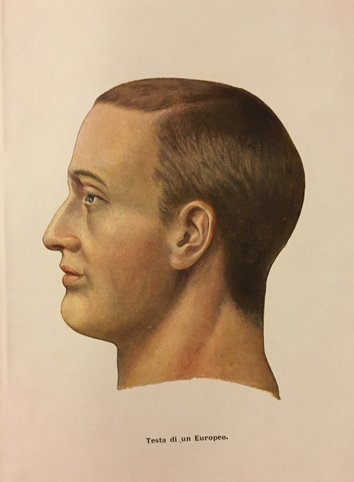 Paleontologia, Antropologia, Fossili, Geologia, Botanica E Zoologia Illustrata