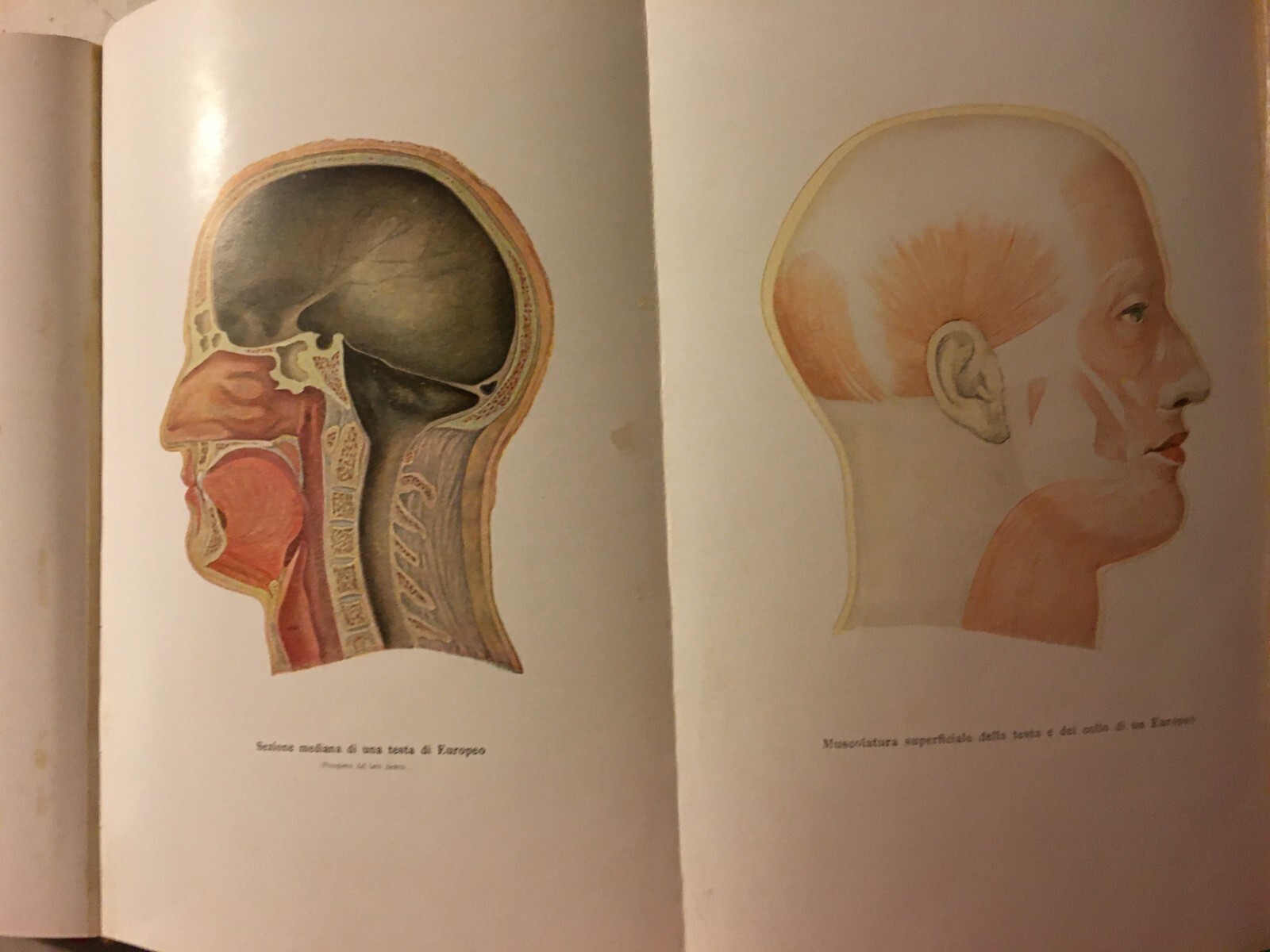 Paleontologia, Antropologia, Fossili, Geologia, Botanica E Zoologia Illustrata