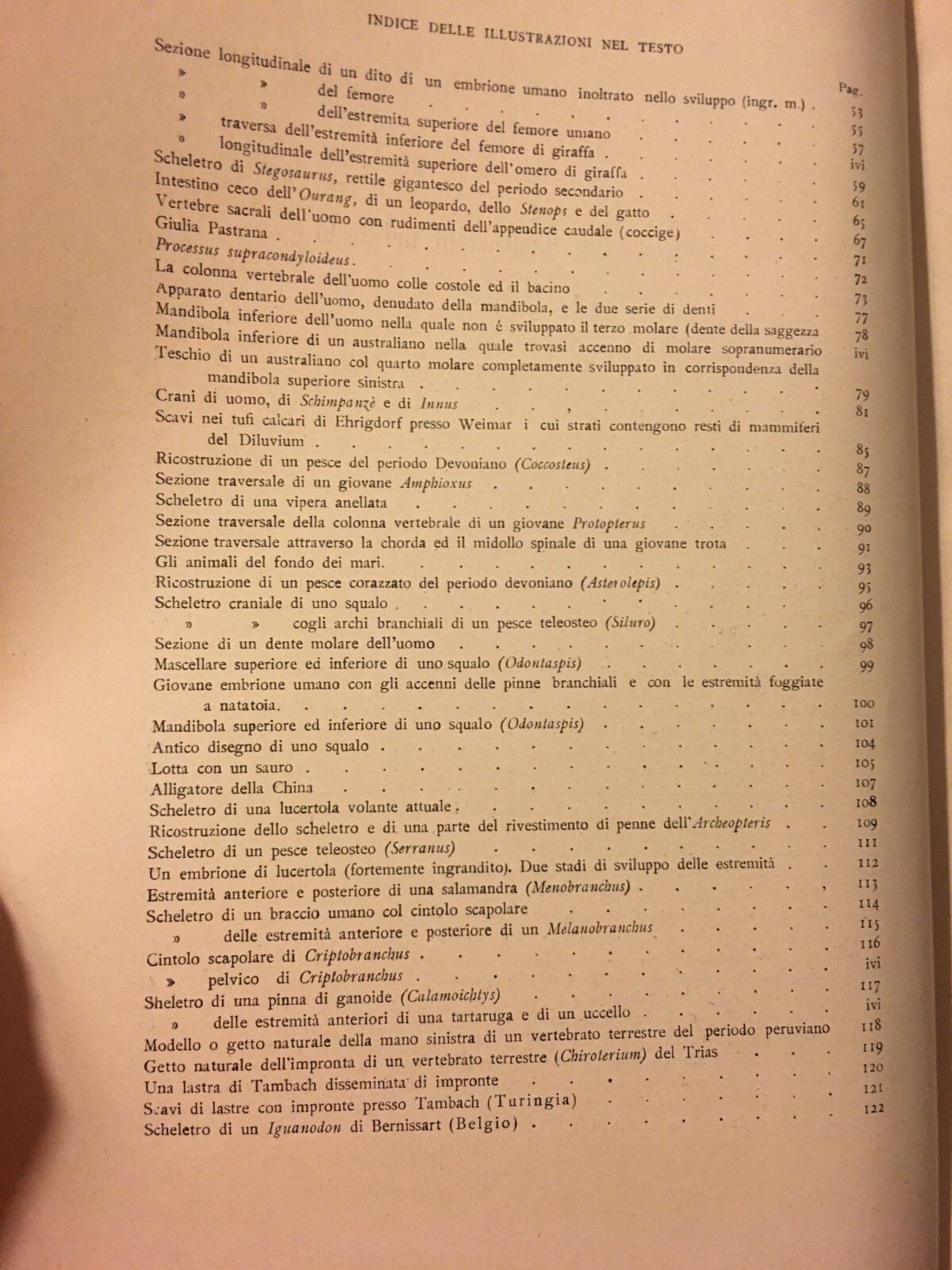 Paleontologia, Antropologia, Fossili, Geologia, Botanica E Zoologia Illustrata