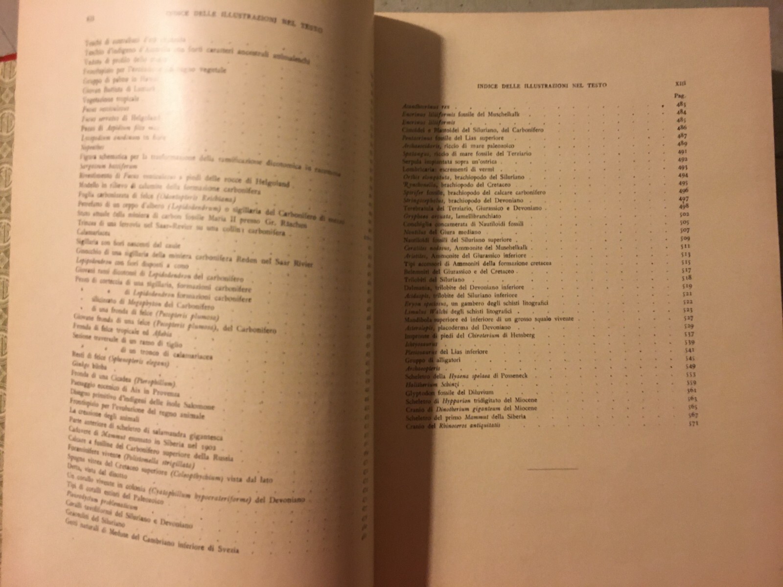 Paleontologia, Antropologia, Fossili, Geologia, Botanica E Zoologia Illustrata