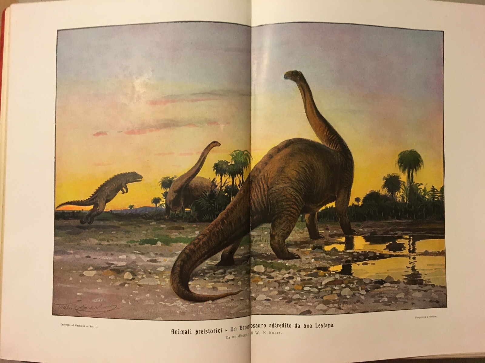 Paleontologia, Antropologia, Fossili, Geologia, Botanica E Zoologia Illustrata