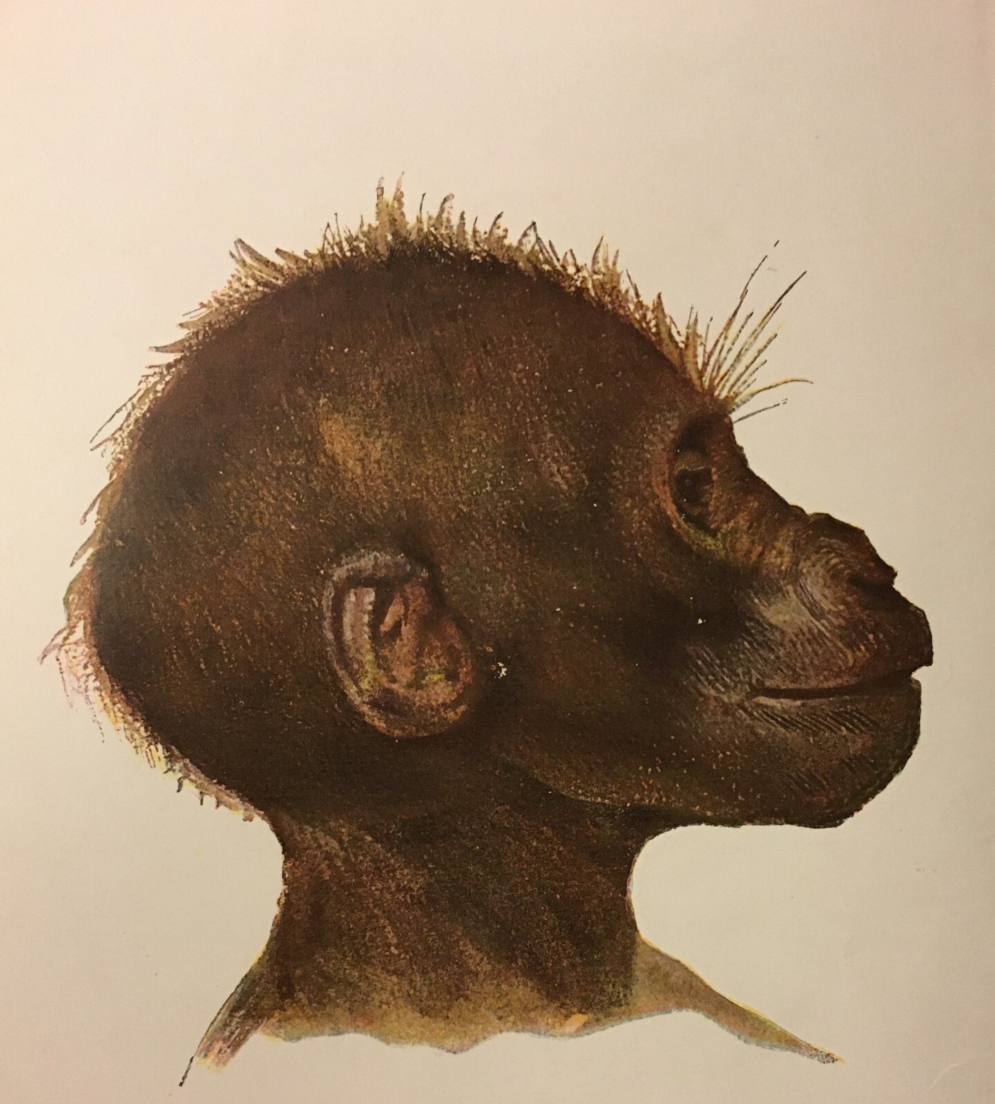 Paleontologia, Antropologia, Fossili, Geologia, Botanica E Zoologia Illustrata