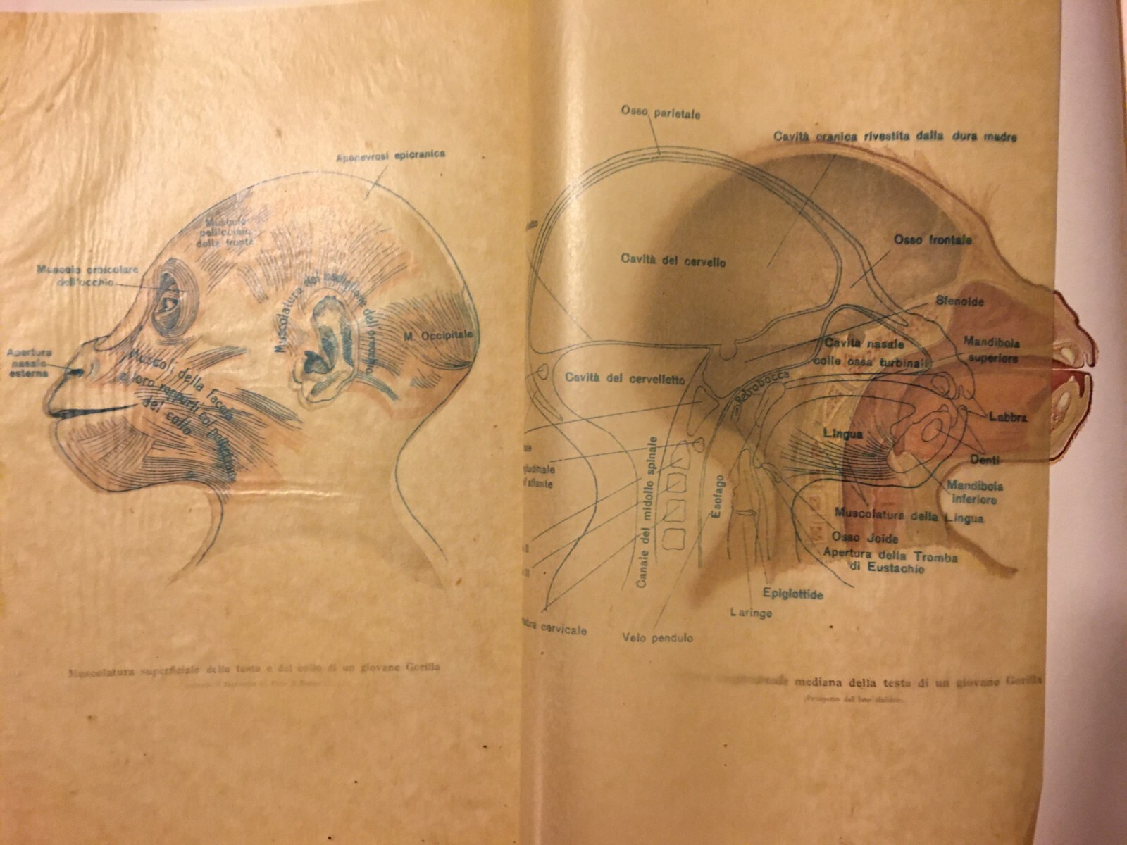Paleontologia, Antropologia, Fossili, Geologia, Botanica E Zoologia Illustrata