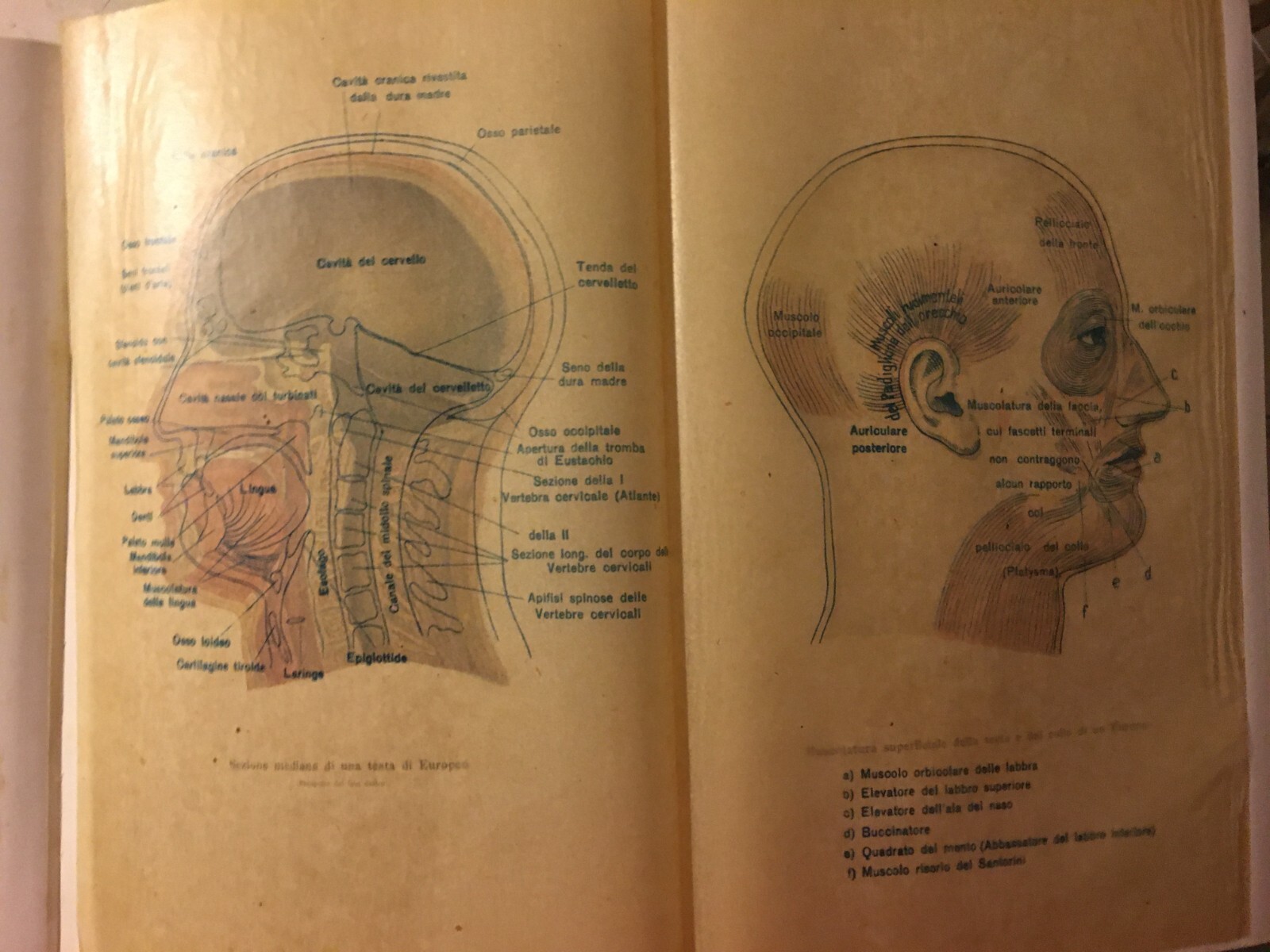 Paleontologia, Antropologia, Fossili, Geologia, Botanica E Zoologia Illustrata