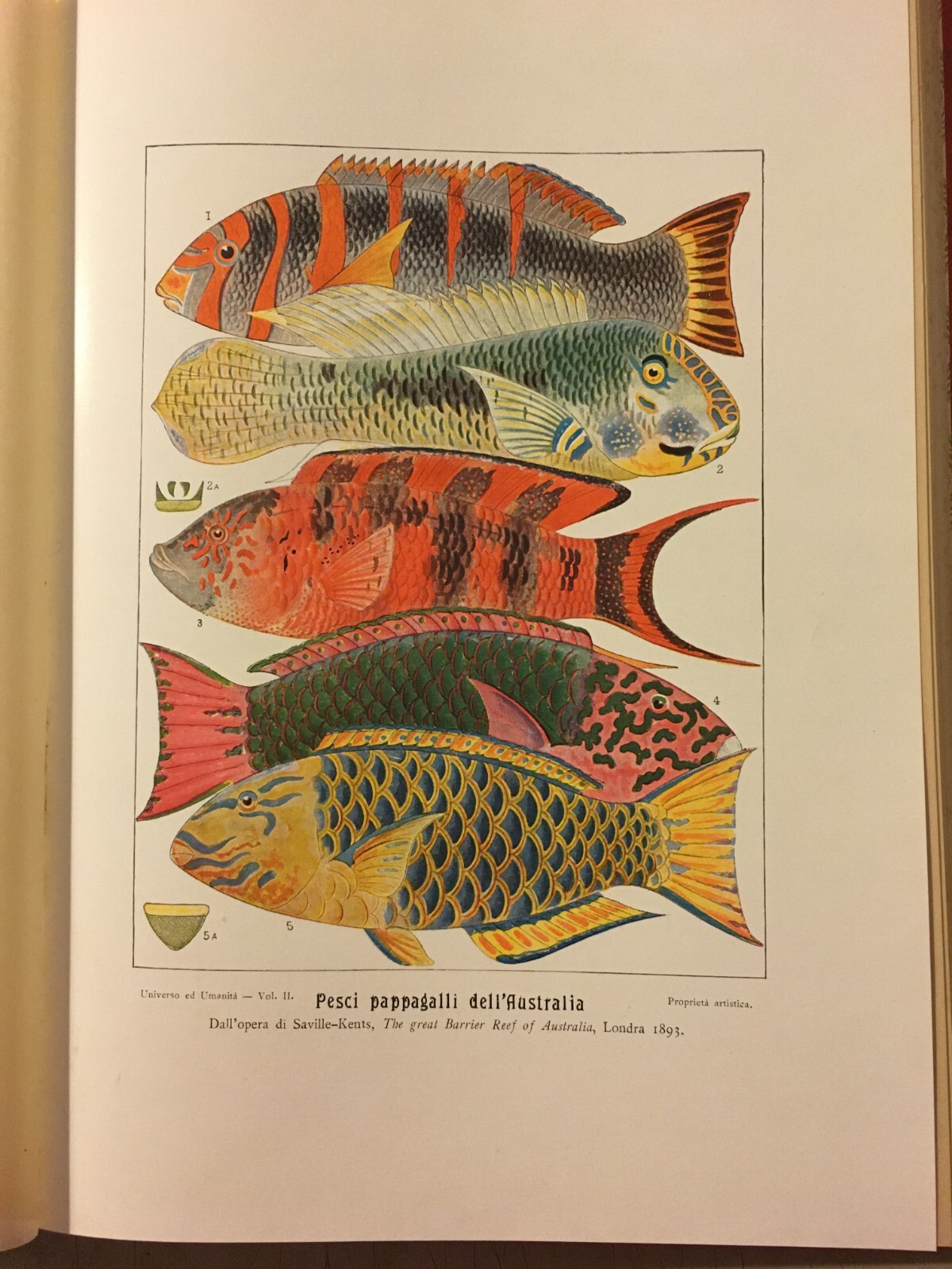 Paleontologia, Antropologia, Fossili, Geologia, Botanica E Zoologia Illustrata