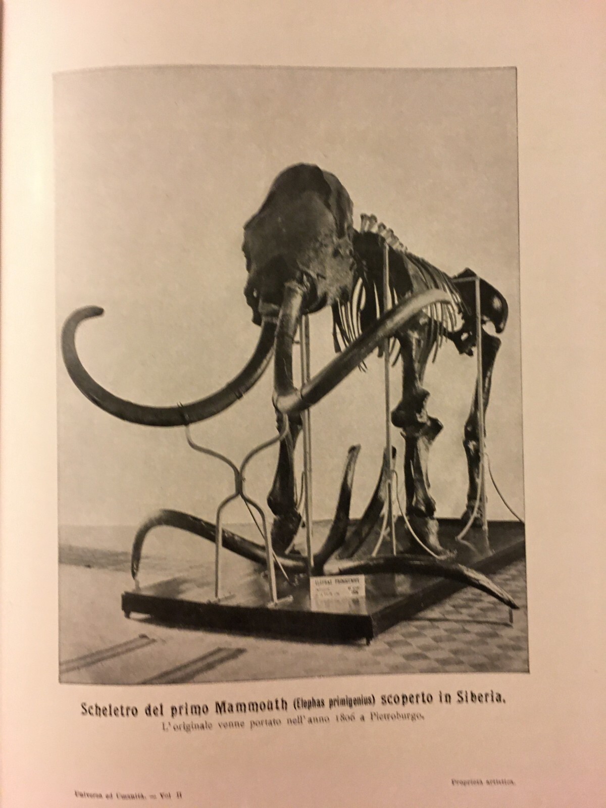 Paleontologia, Antropologia, Fossili, Geologia, Botanica E Zoologia Illustrata