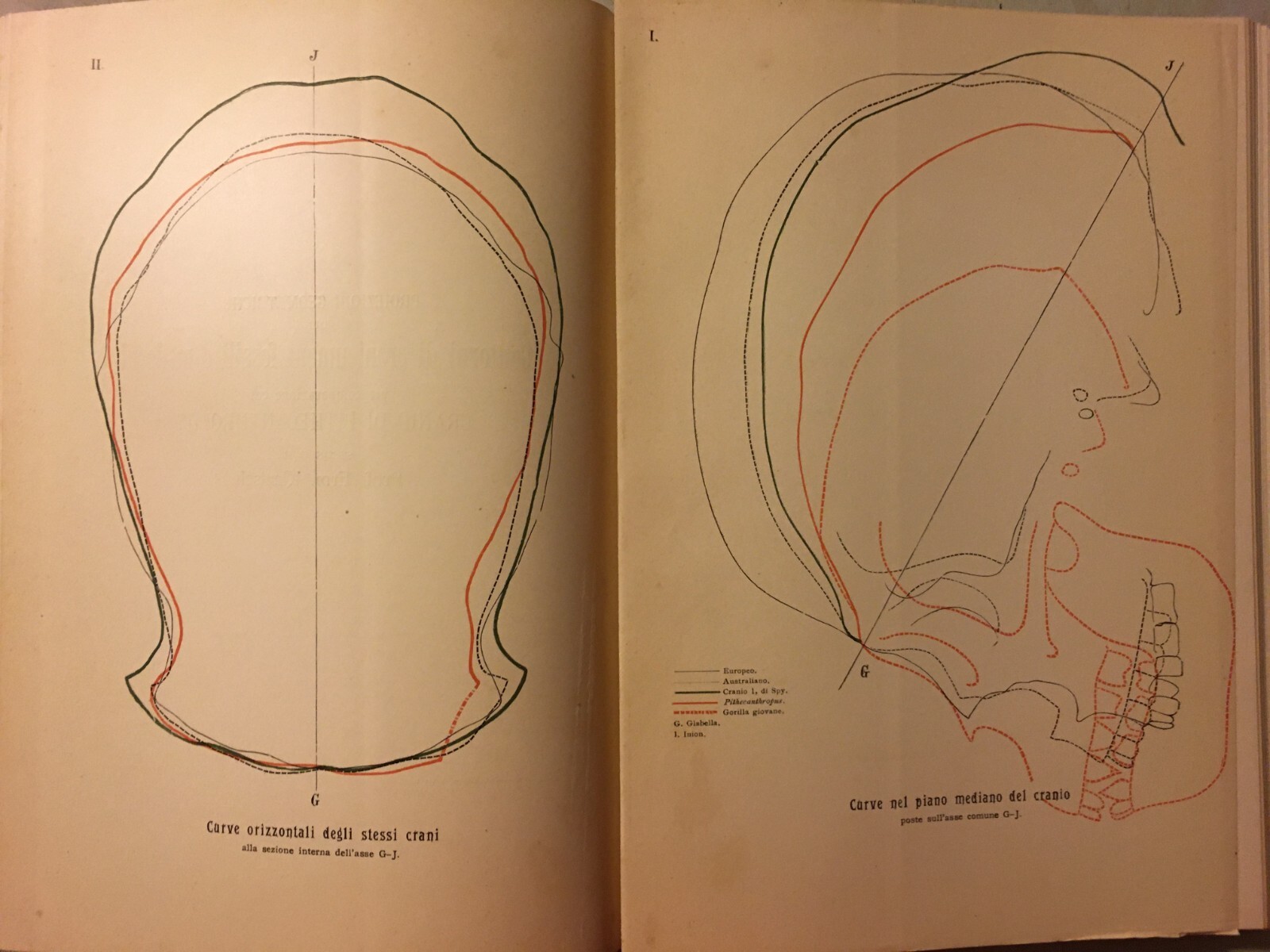 Paleontologia, Antropologia, Fossili, Geologia, Botanica E Zoologia Illustrata