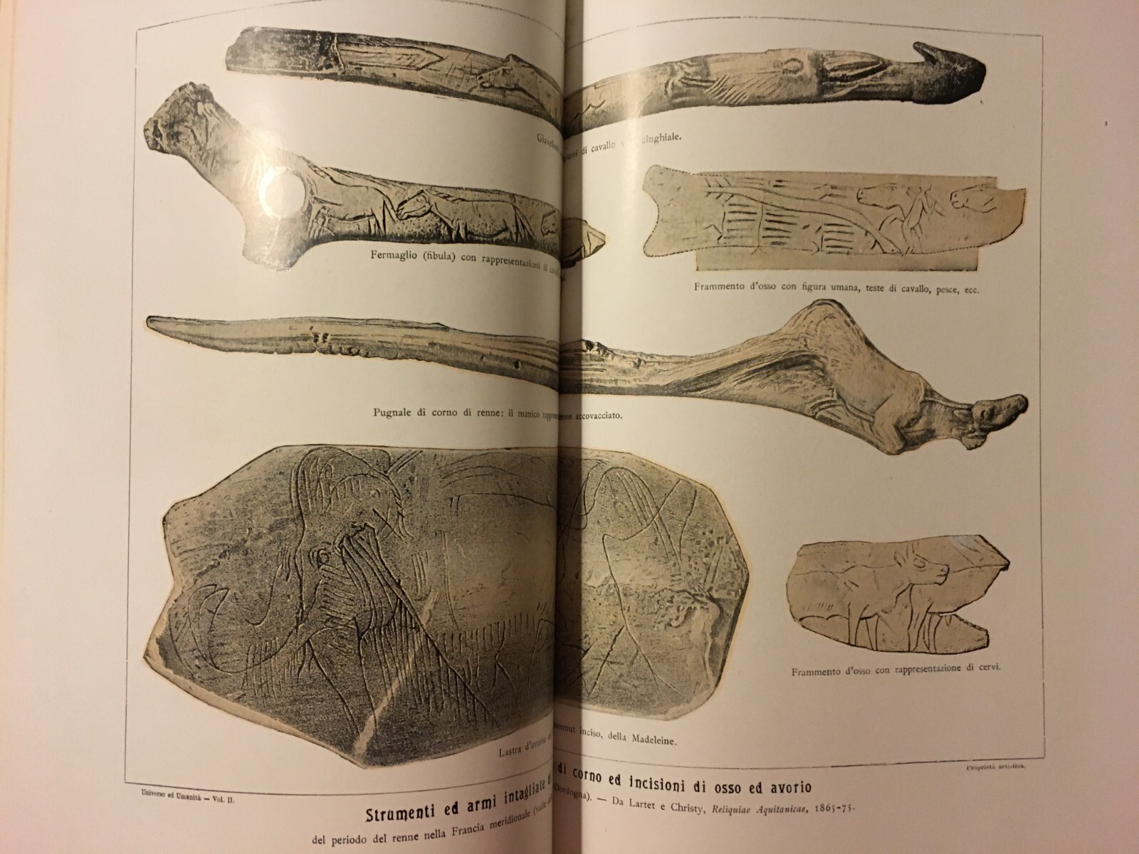 Paleontologia, Antropologia, Fossili, Geologia, Botanica E Zoologia Illustrata