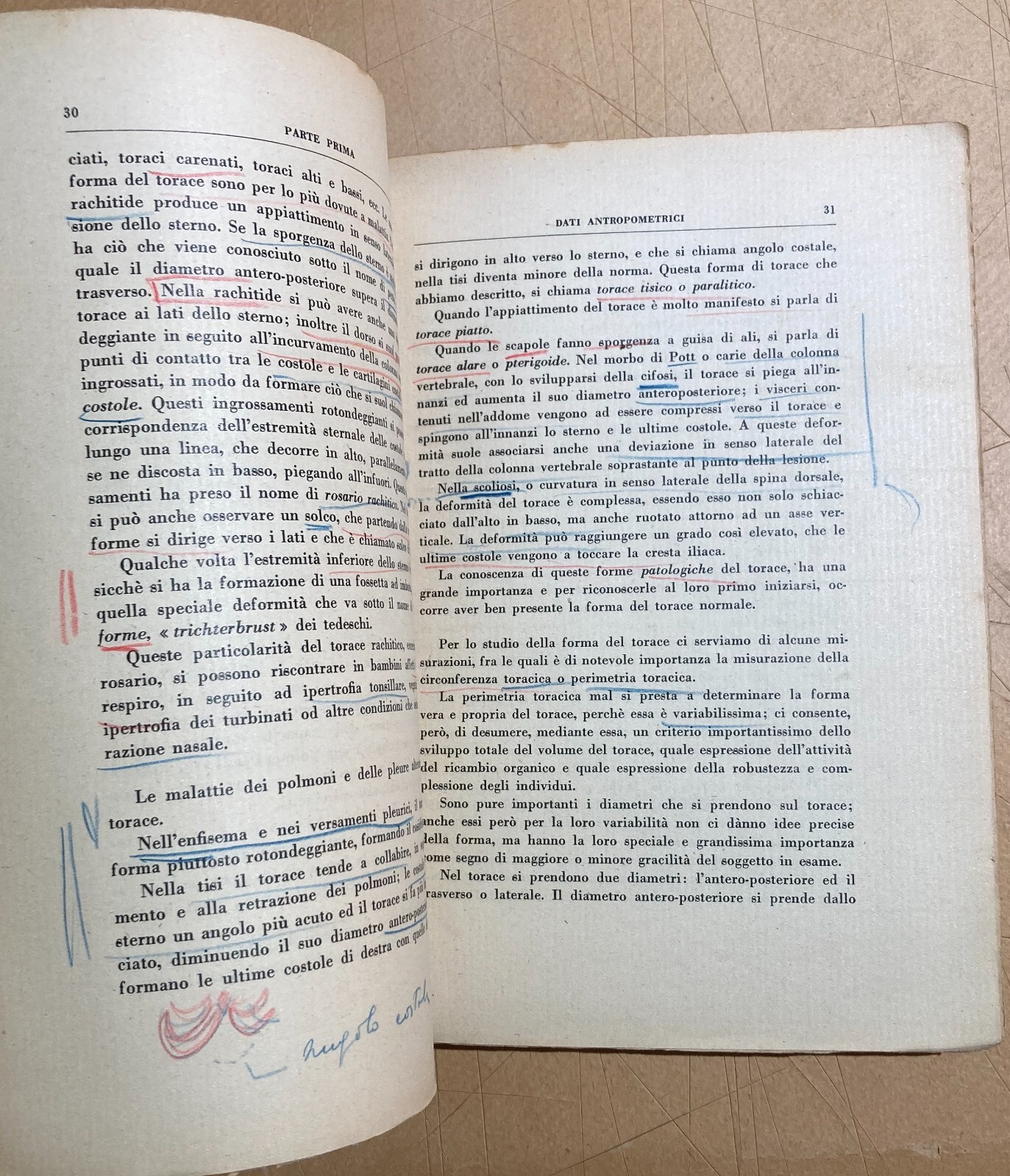 Antropologia, Fascismo, Mancinismo, Colore Del Corpo, Forza Muscolare E Crescita, 1935