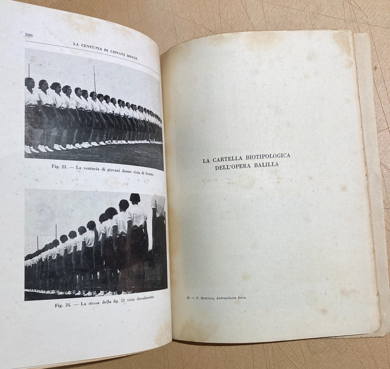 Antropologia, Fascismo, Mancinismo, Colore Del Corpo, Forza Muscolare E Crescita, 1935