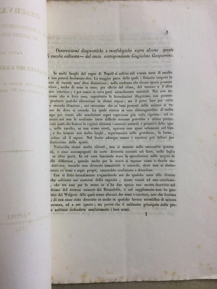 Scienze Naturali, Botanica, Ortaggi, Orticoltura, Zucca, Gasparrini, Napoli, 1847