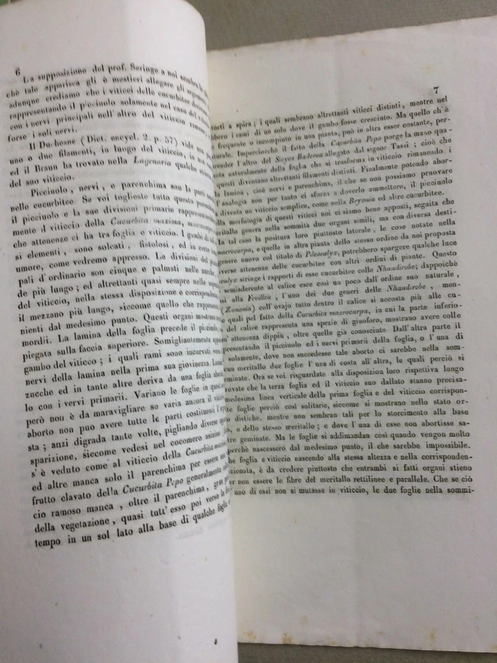 Scienze Naturali, Botanica, Ortaggi, Orticoltura, Zucca, Gasparrini, Napoli, 1847