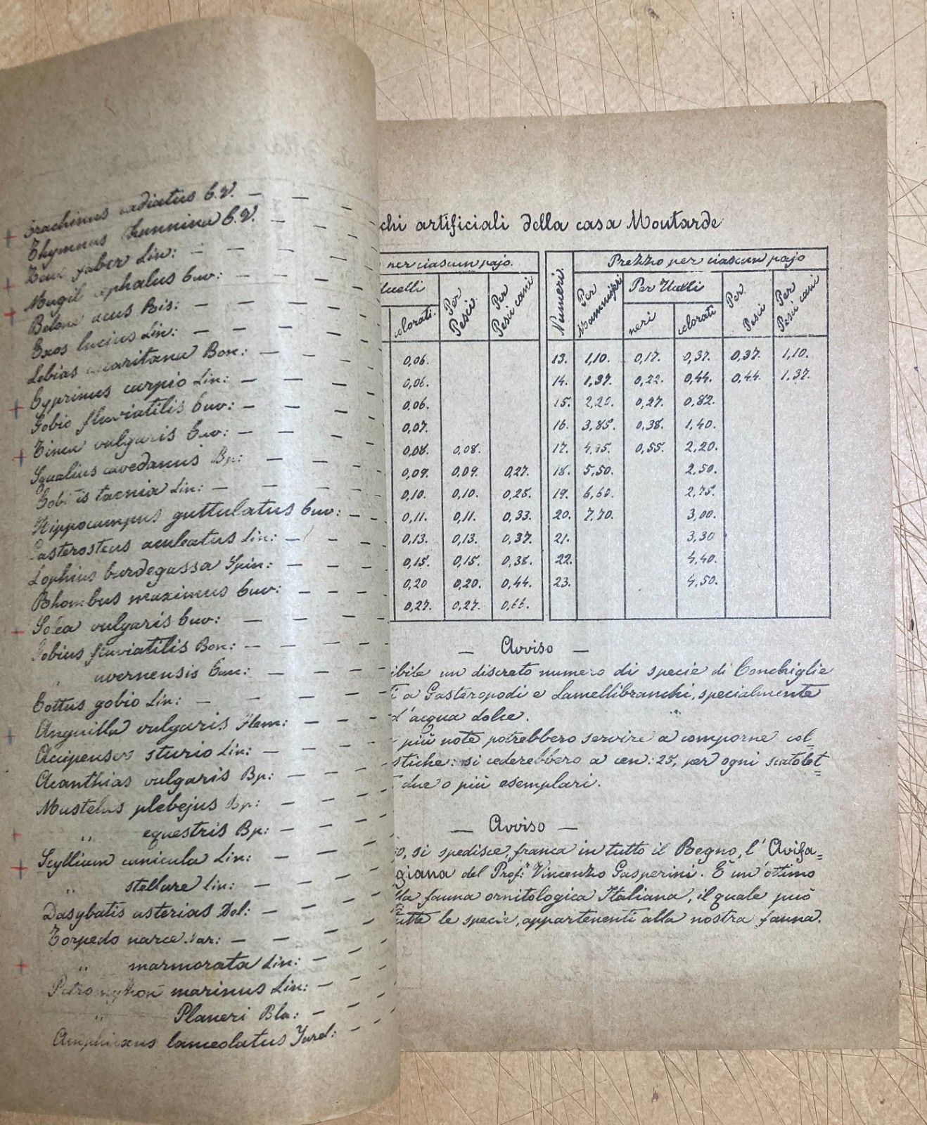 Bologna   Storia Naturale   Catalogo Vertebrati   Prof. Fiori   1900