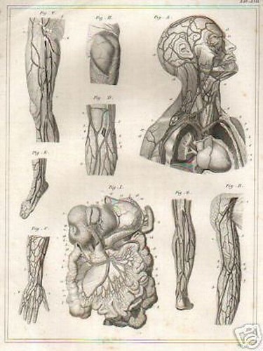 Medicina: Angiologia E Sistema Circolatorio Umano