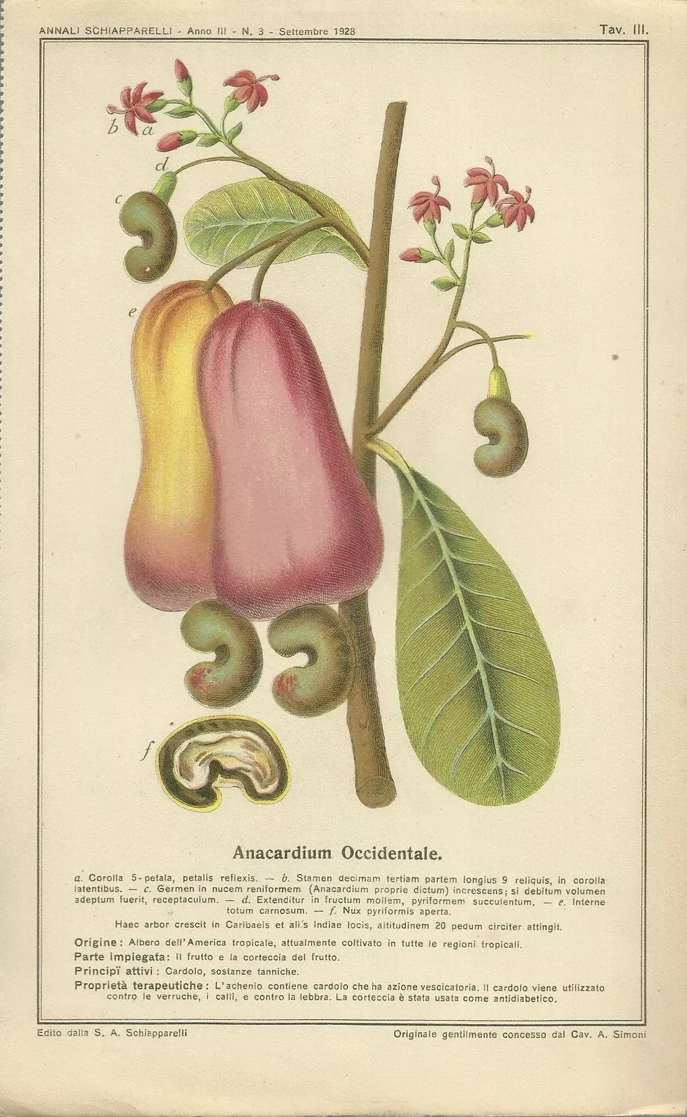 Medicina, Farmacia E Botanica: Anacardium Occidentale. Pianta Medicinale, 1931