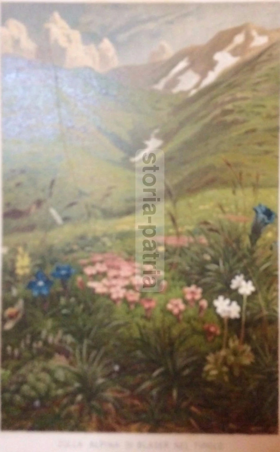 Scienze Naturali: Botanica, Piante, Tirolo. Zolla Alpina Di Blaser, Antica Cromolitografia