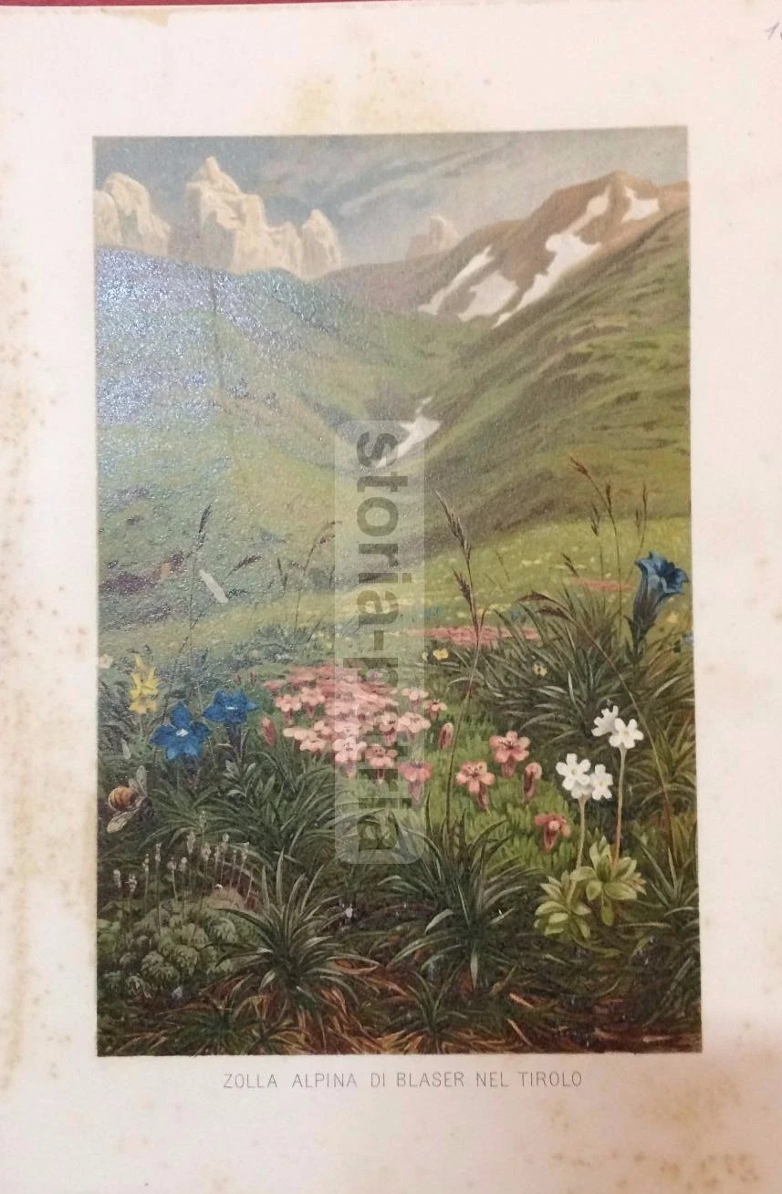 Scienze Naturali: Botanica, Piante, Tirolo. Zolla Alpina Di Blaser, Antica Cromolitografia