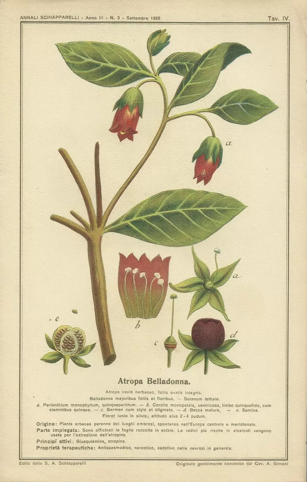 Medicina, Farmacia E Botanica: Atropa Belladonna, Pianta Medicinale, Sedativo, Nevrosi