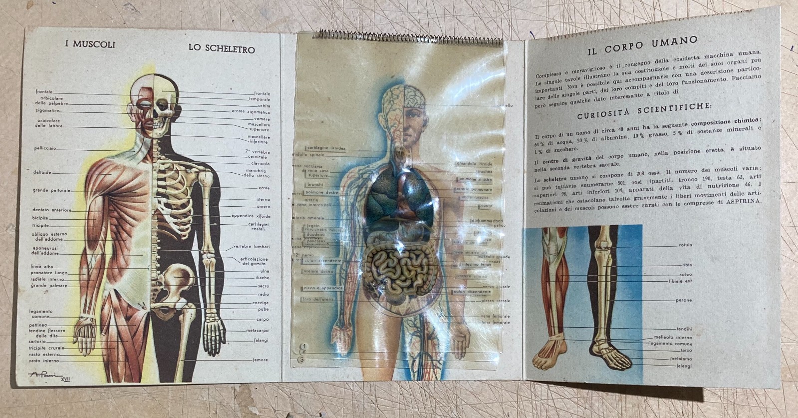 Medicina: Anatomia Umana. Pieghevole Pubblicitario Bayer (Aspirina, Elmintolo, Gardan)