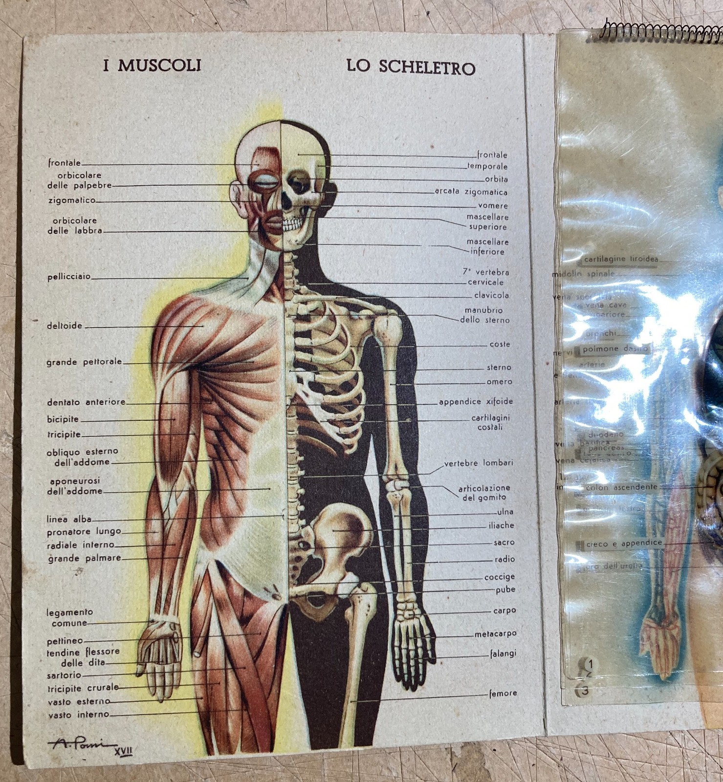 Medicina: Anatomia Umana. Pieghevole Pubblicitario Bayer (Aspirina, Elmintolo, Gardan)