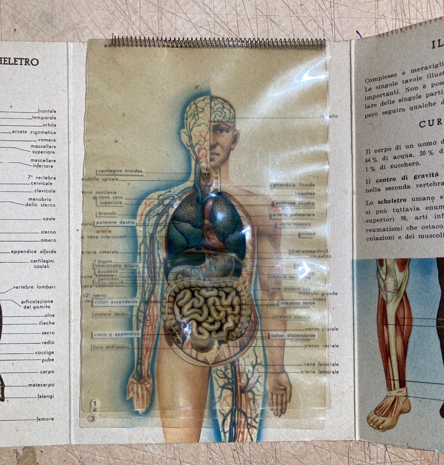 Medicina: Anatomia Umana. Pieghevole Pubblicitario Bayer (Aspirina, Elmintolo, Gardan)