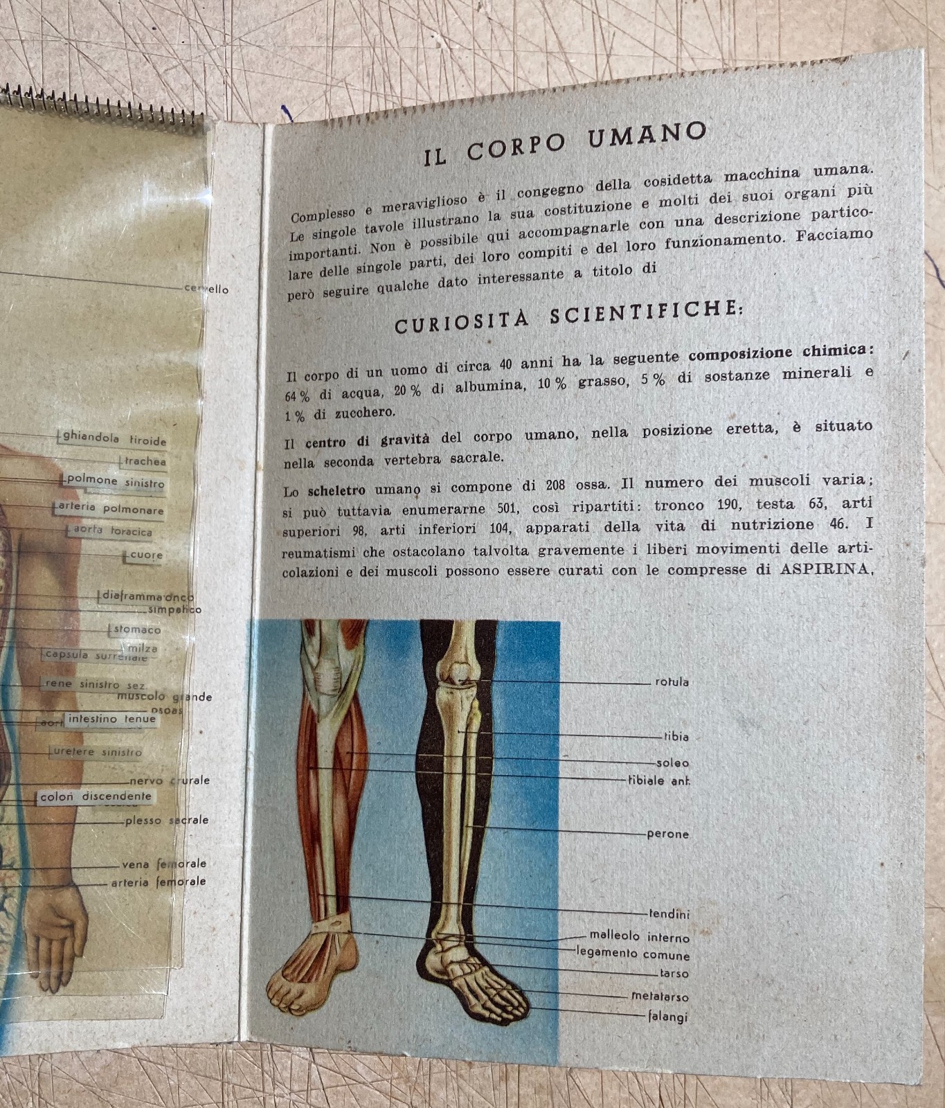 Medicina: Anatomia Umana. Pieghevole Pubblicitario Bayer (Aspirina, Elmintolo, Gardan)
