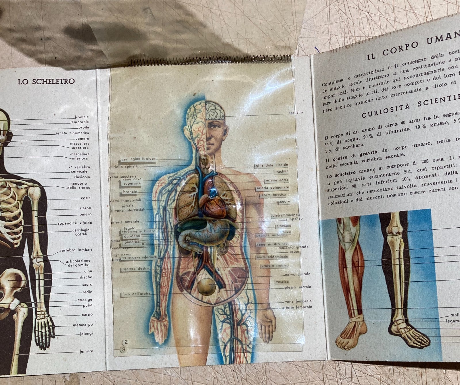 Medicina: Anatomia Umana. Pieghevole Pubblicitario Bayer (Aspirina, Elmintolo, Gardan)
