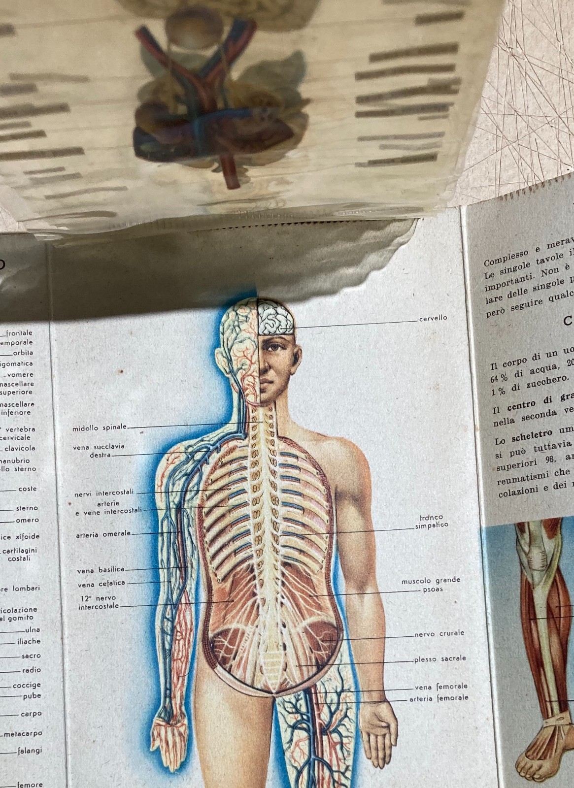 Medicina: Anatomia Umana. Pieghevole Pubblicitario Bayer (Aspirina, Elmintolo, Gardan)