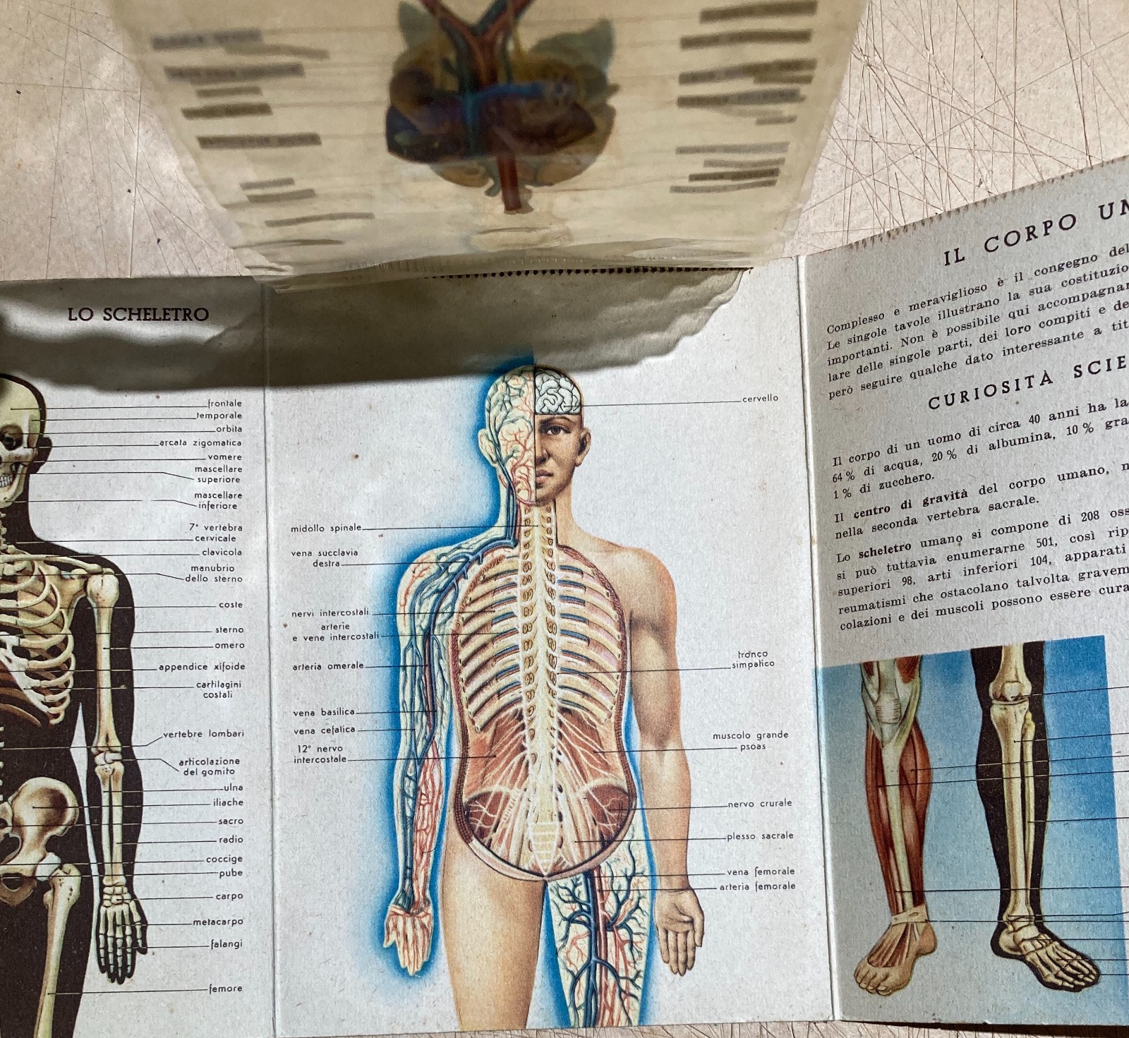 Medicina: Anatomia Umana. Pieghevole Pubblicitario Bayer (Aspirina, Elmintolo, Gardan)