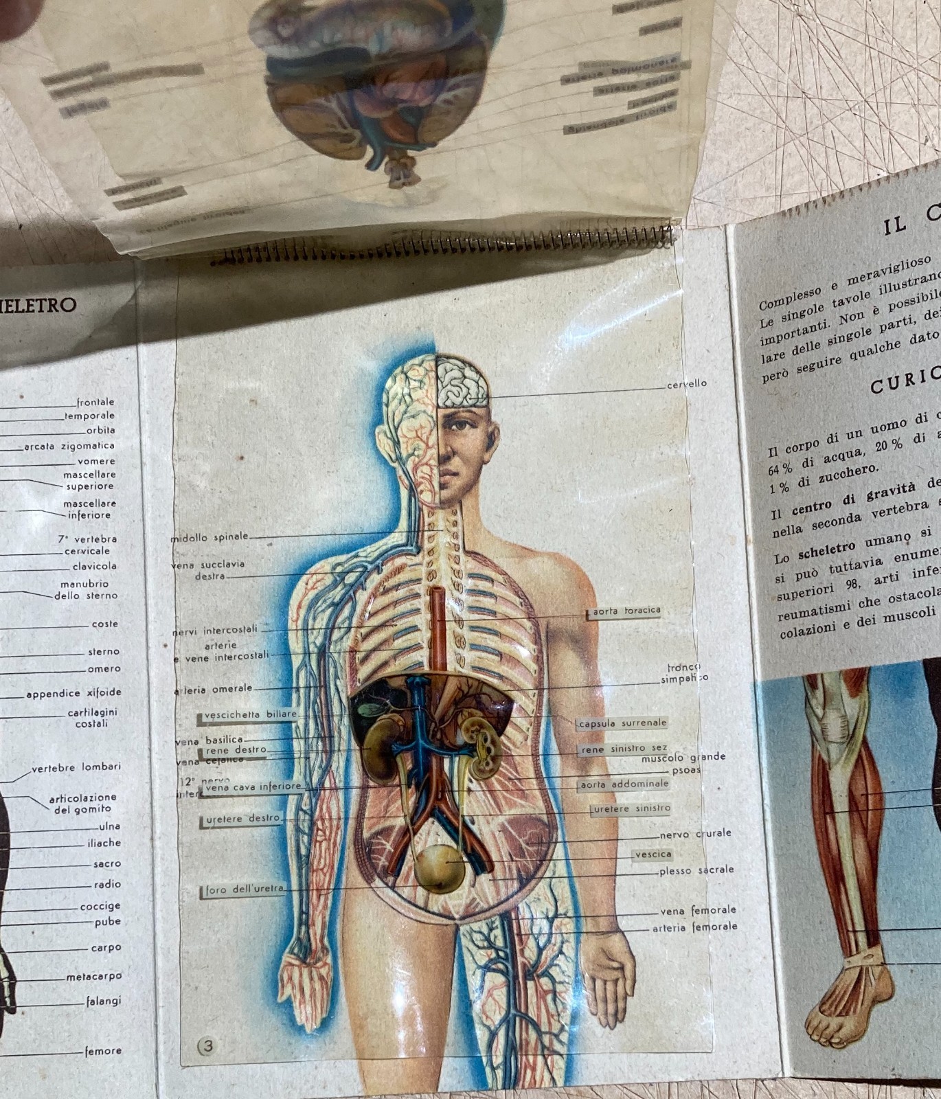 Medicina: Anatomia Umana. Pieghevole Pubblicitario Bayer (Aspirina, Elmintolo, Gardan)