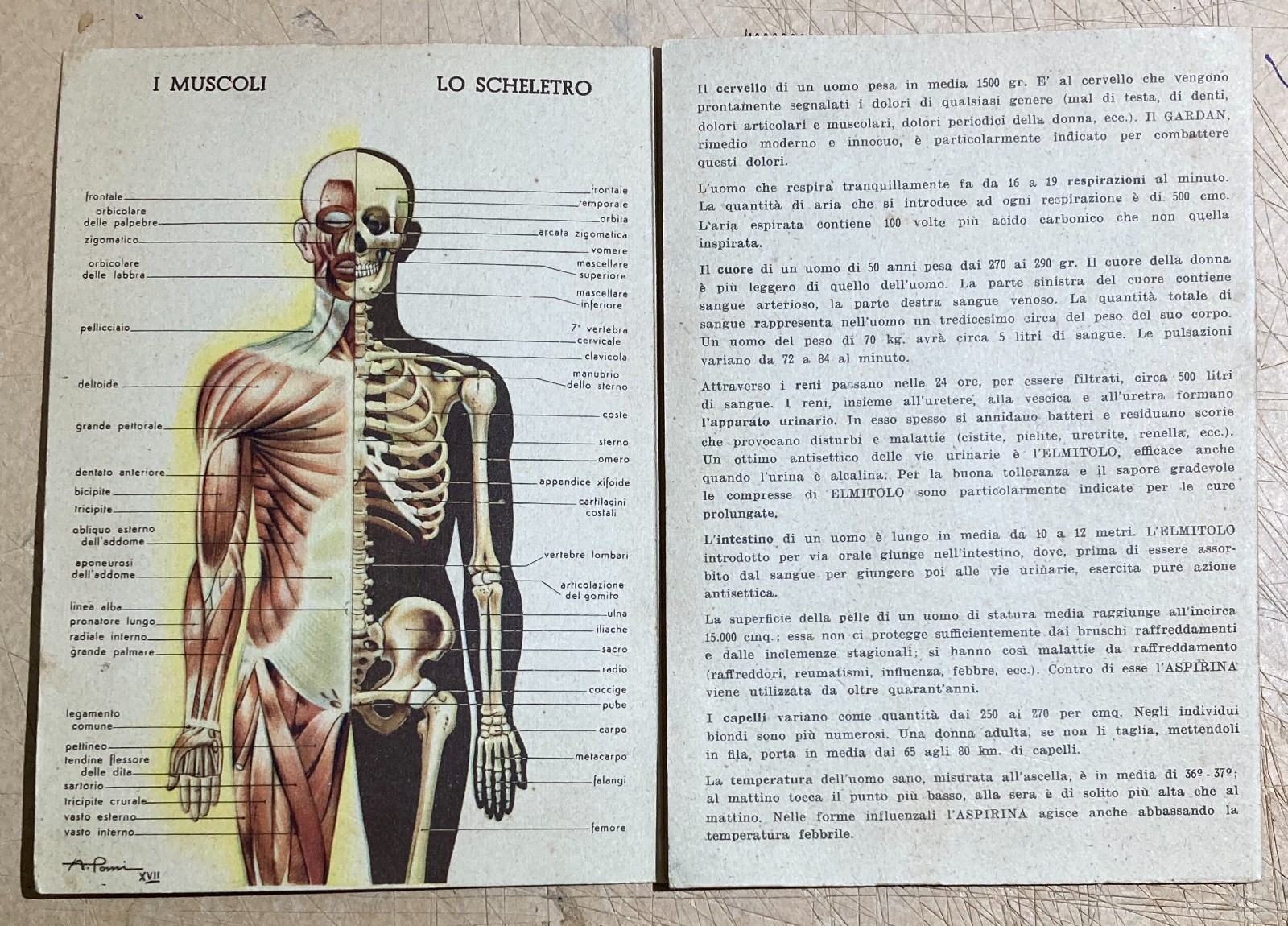 Medicina: Anatomia Umana. Pieghevole Pubblicitario Bayer (Aspirina, Elmintolo, Gardan)