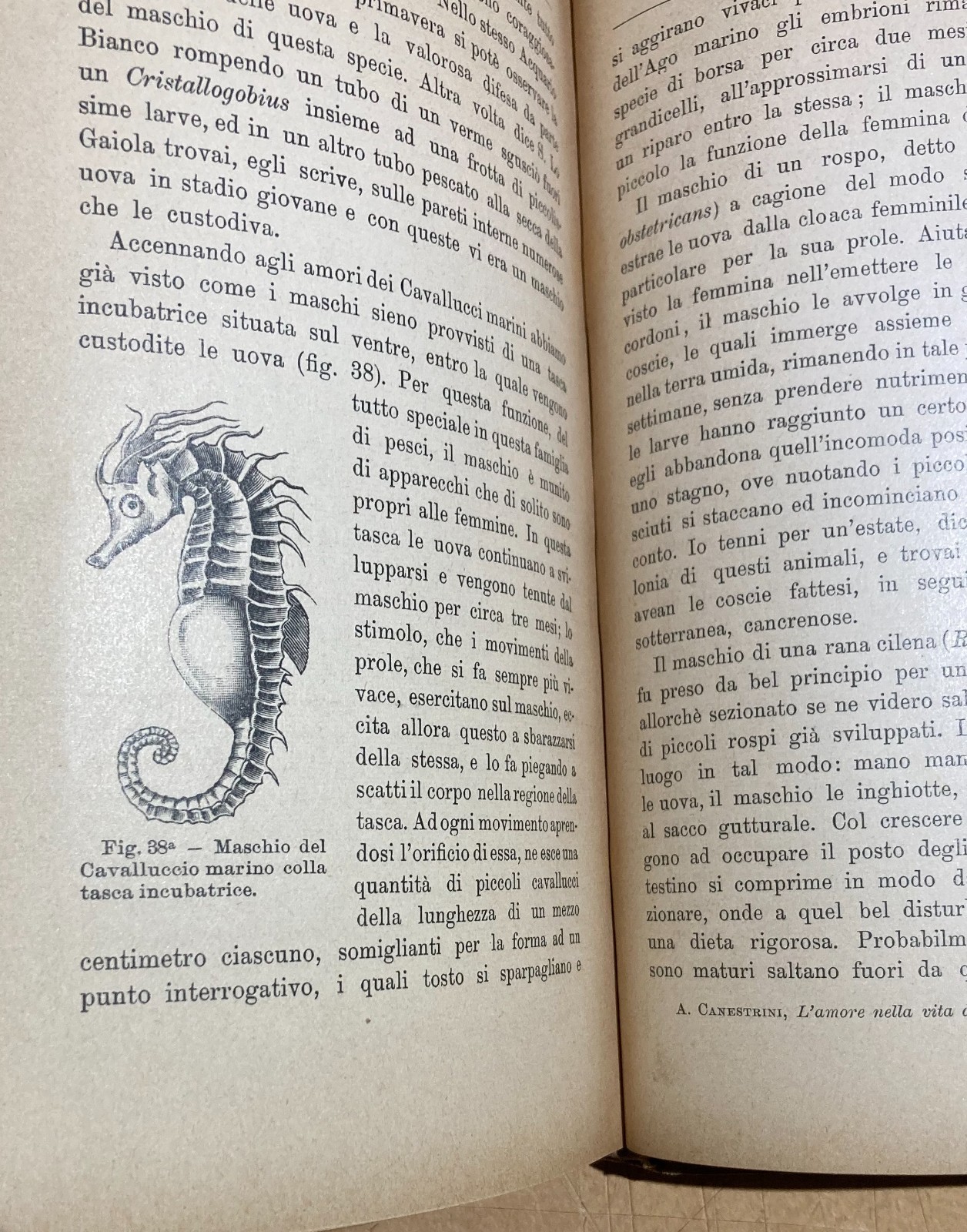 Zoologia. Gli Amori Degli Animali. Accoppiamenti E Corteggiamenti. Edizione Bocca, 1905.
