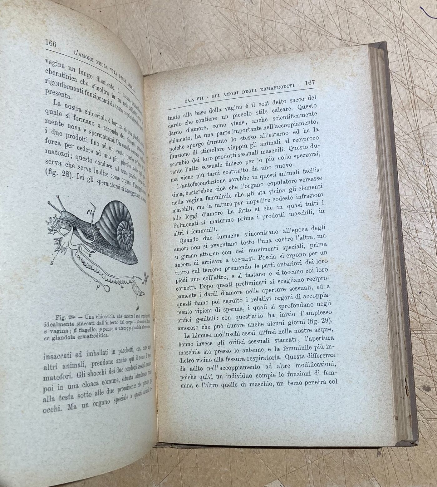 Zoologia. Gli Amori Degli Animali. Accoppiamenti E Corteggiamenti. Edizione Bocca, 1905.