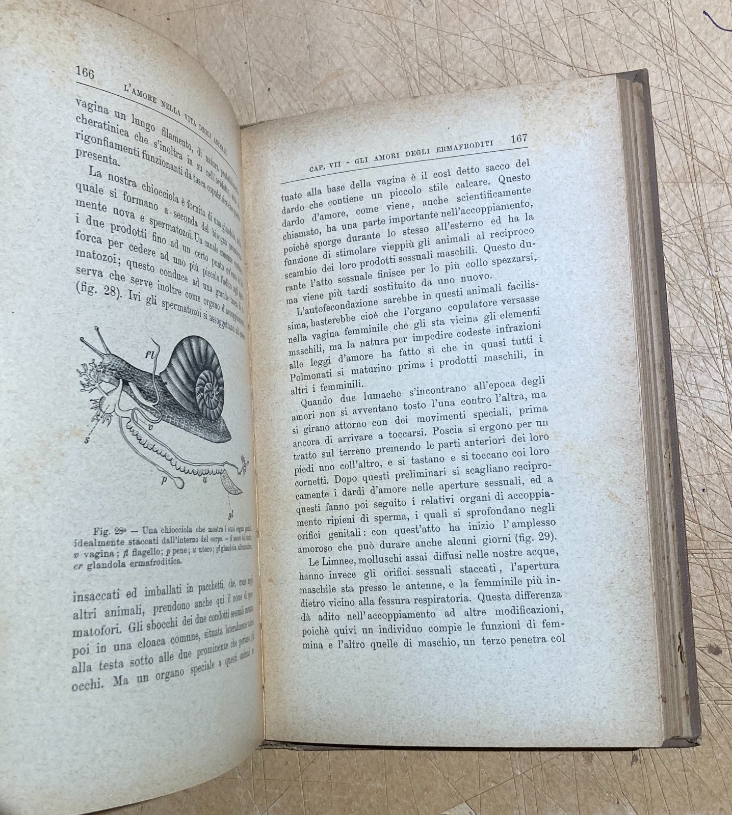 Zoologia. Gli Amori Degli Animali. Accoppiamenti E Corteggiamenti. Edizione Bocca, 1905.