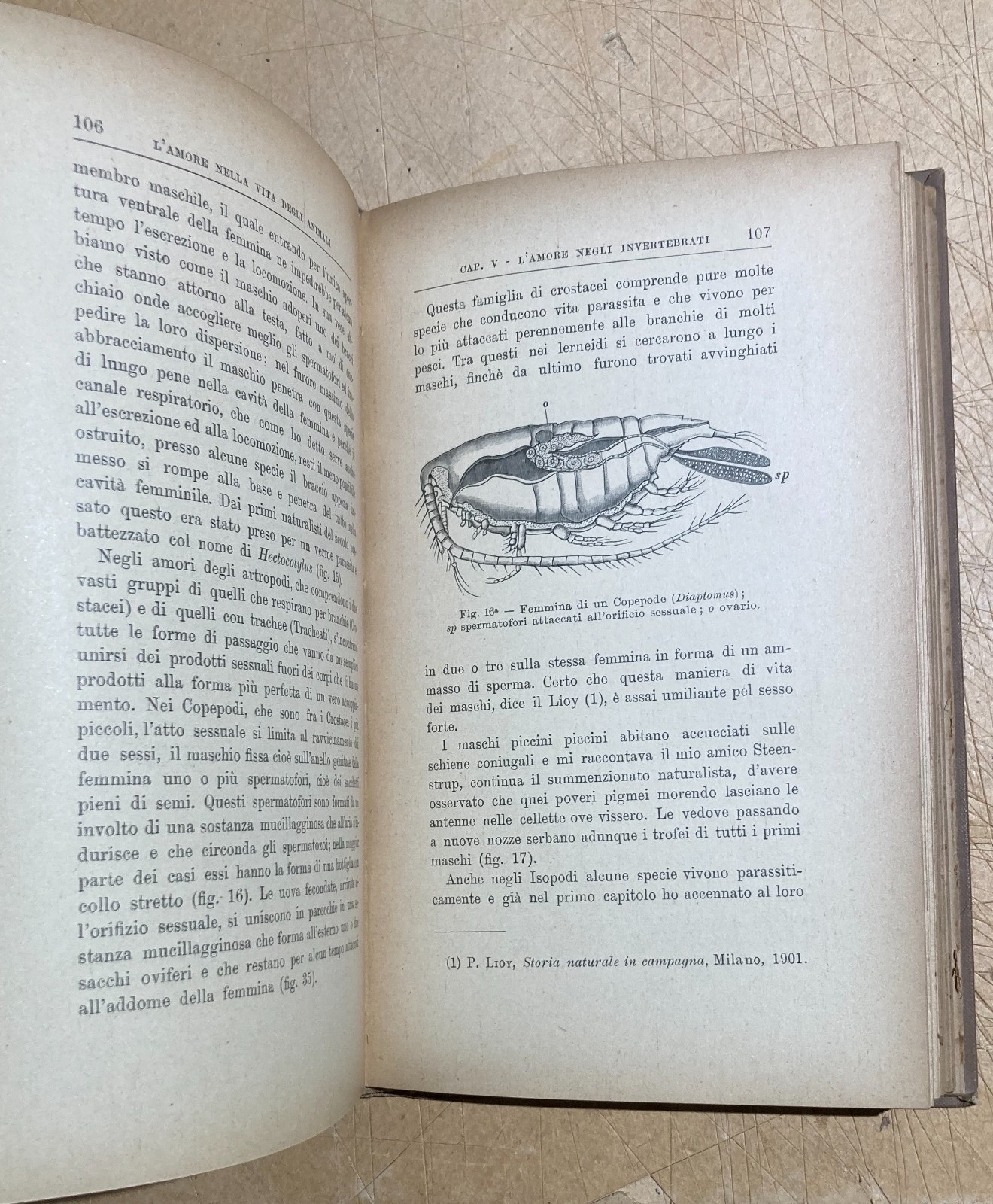 Zoologia. Gli Amori Degli Animali. Accoppiamenti E Corteggiamenti. Edizione Bocca, 1905.