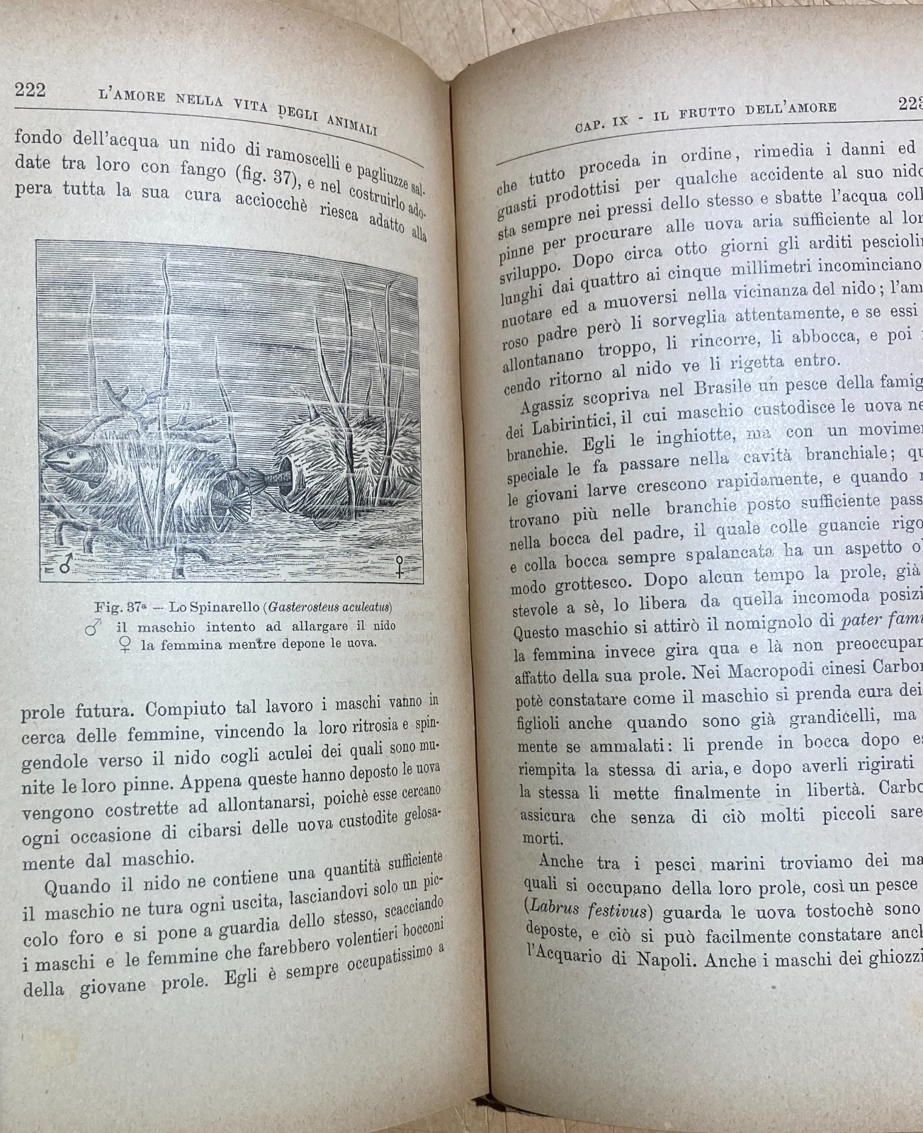 Zoologia. Gli Amori Degli Animali. Accoppiamenti E Corteggiamenti. Edizione Bocca, 1905.
