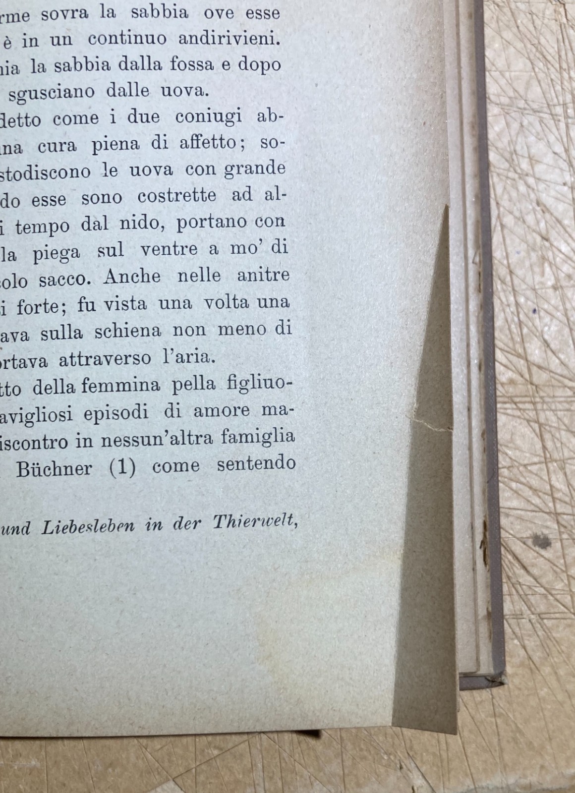 Zoologia. Gli Amori Degli Animali. Accoppiamenti E Corteggiamenti. Edizione Bocca, 1905.