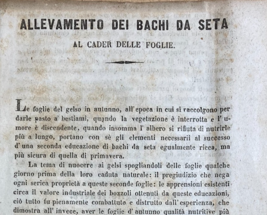 Bachi Da Seta: Allevamento Al Cader Delle Foglie. Gelsi. Edizione Di Metà '800, Bergamo