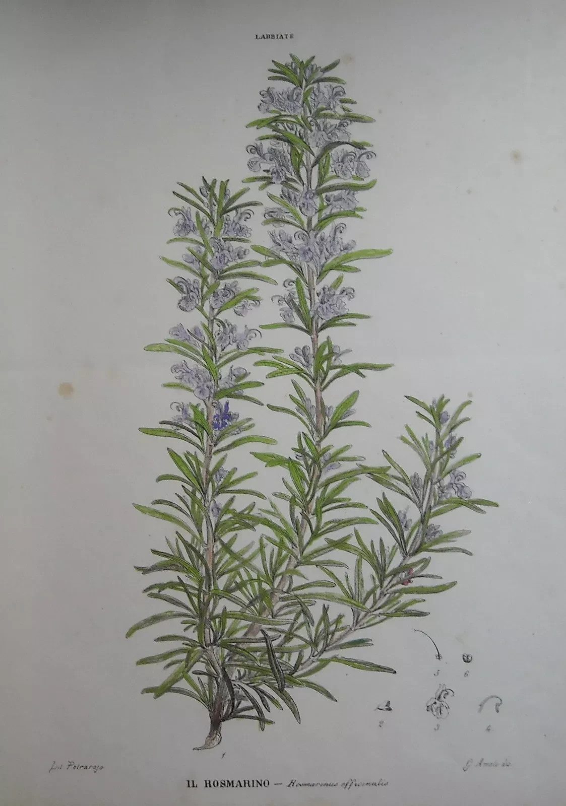 Botanica, Cucina, Erbe E Spezie: Rosmarino. Litografia Petraroja Colorata, XIX Secolo