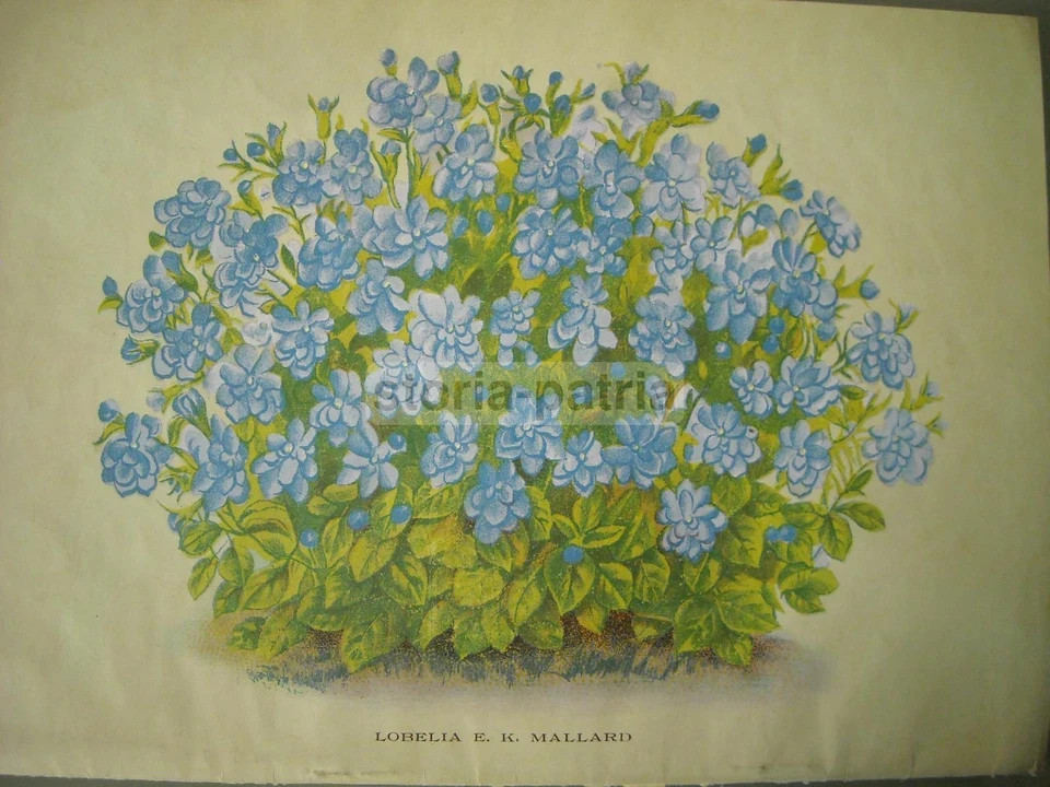 Agraria, Botanica, Piante, Fiori, Ortaggi: Catalogo Pubblicitario Illustrato Longhi