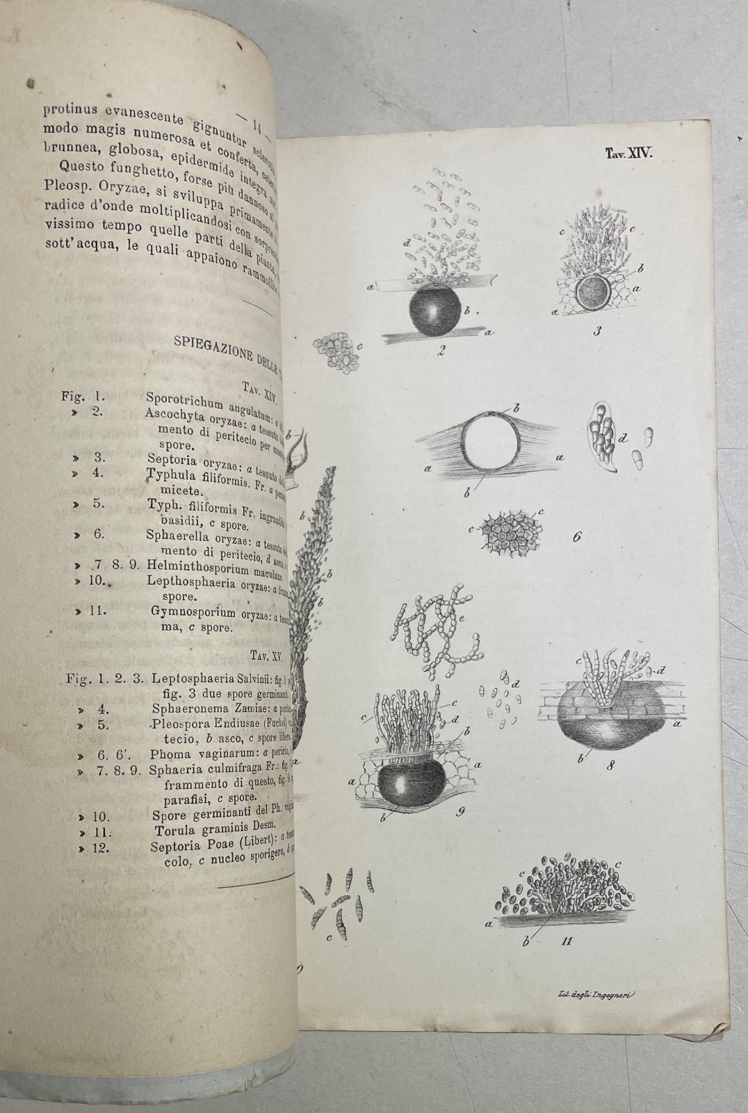 Agricoltura, Riso, Miceti, Funghi: Achille Cattaneo, Antica Edizione Con Due Litografie, 1877