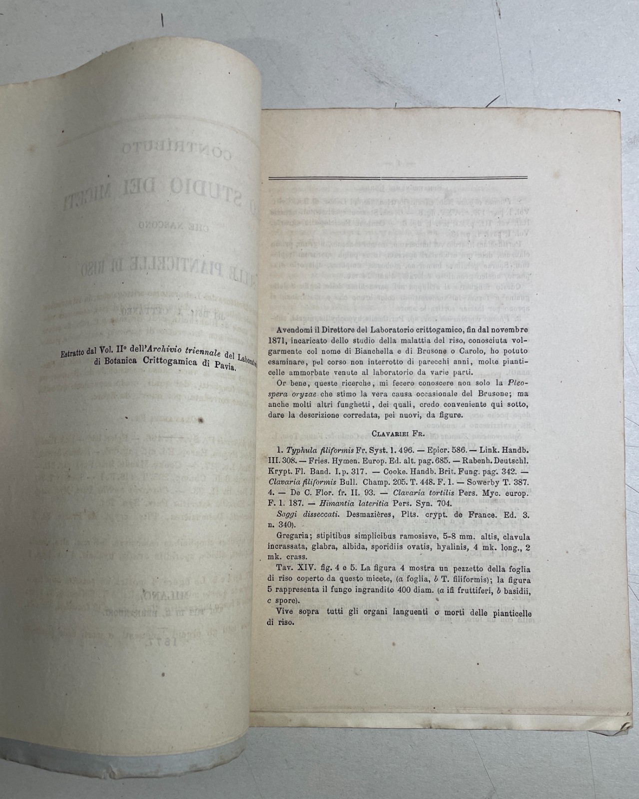 Agricoltura, Riso, Miceti, Funghi: Achille Cattaneo, Antica Edizione Con Due Litografie, 1877