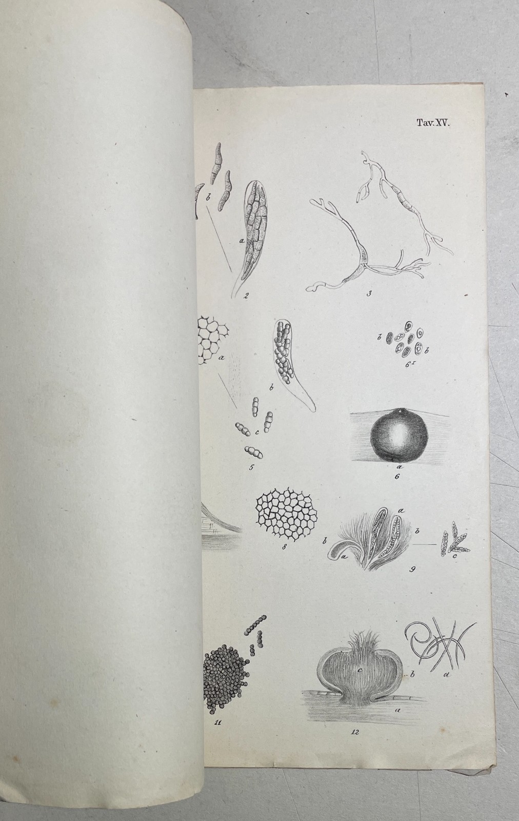 Agricoltura, Riso, Miceti, Funghi: Achille Cattaneo, Antica Edizione Con Due Litografie, 1877