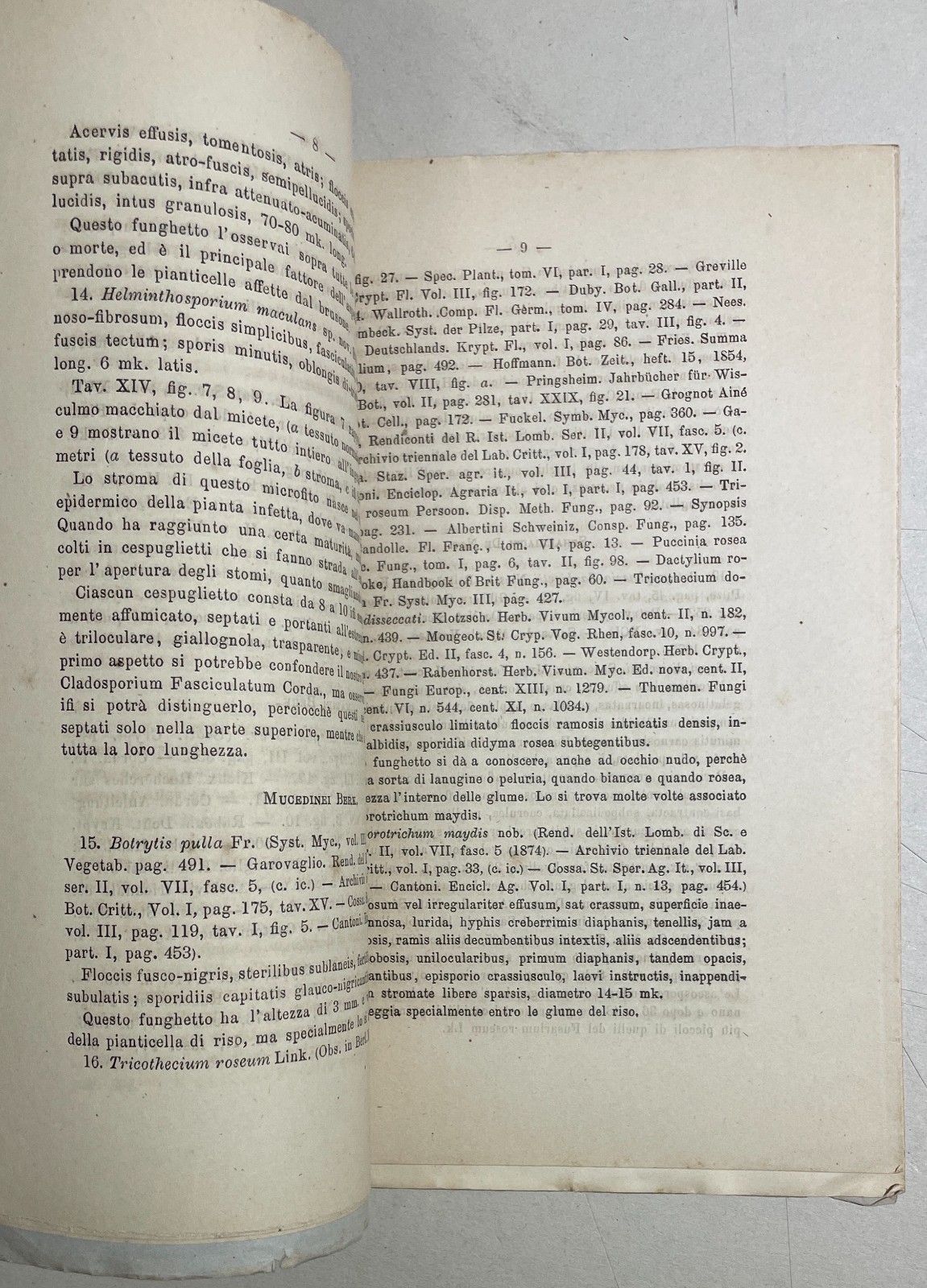 Agricoltura, Riso, Miceti, Funghi: Achille Cattaneo, Antica Edizione Con Due Litografie, 1877