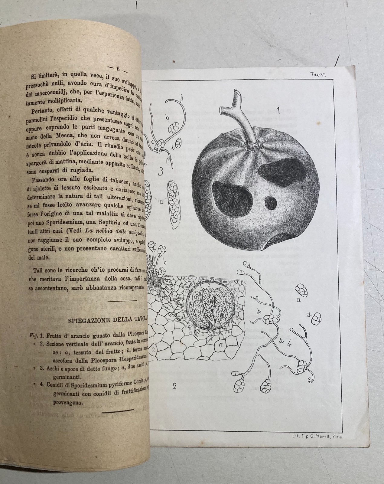 Agricoltura, Tabacco, Agrumi: Achille Cattaneo, La Nebbia Degli Esperidj, 1879